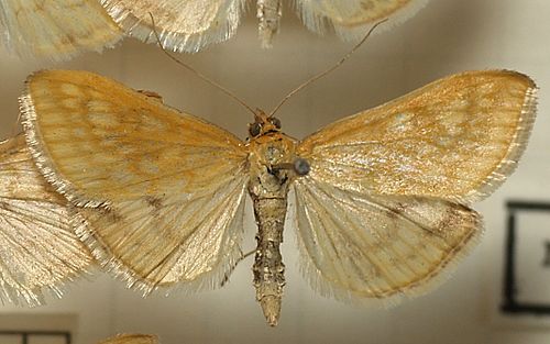 Paratalanta pandalis